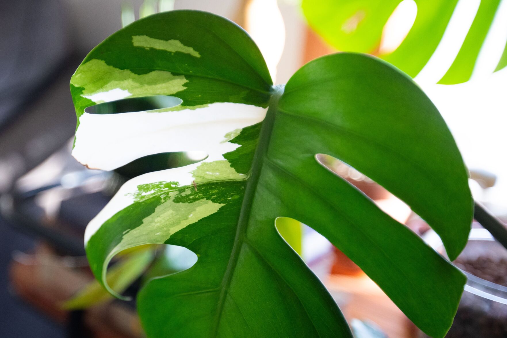 012321-owh-new-plants-LS07.JPG